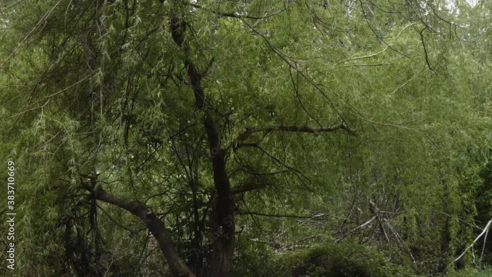 A large willow tree blowing in breeze in summer A large willow tree blowing in breeze in summer