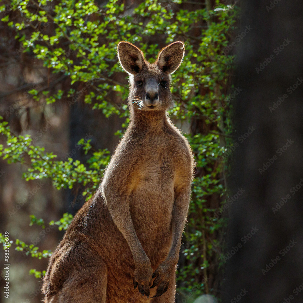 Fototapeta premium Eastern Grey Kangaroo caught in a sun ray in a pine forest
