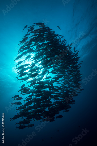 A school of trevally in the ocean