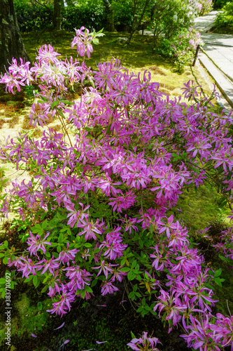 花びらの細い躑躅の花