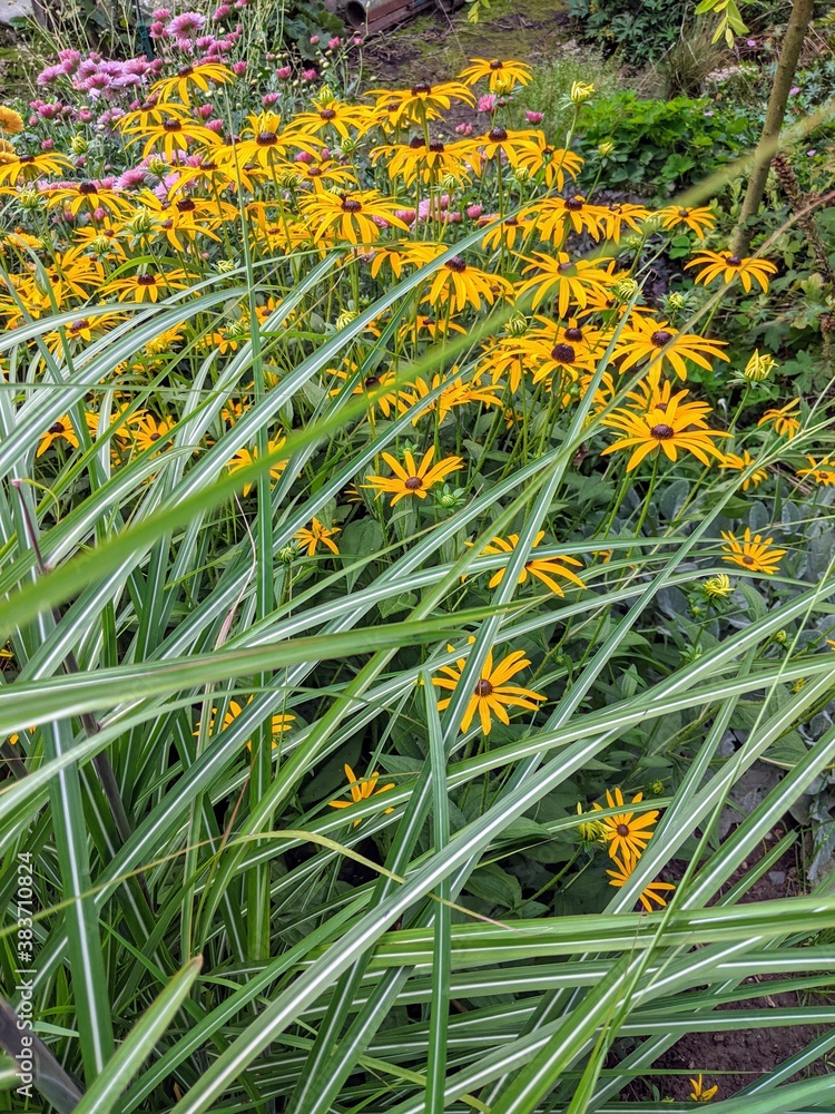 Fototapeta premium flowers in the grass