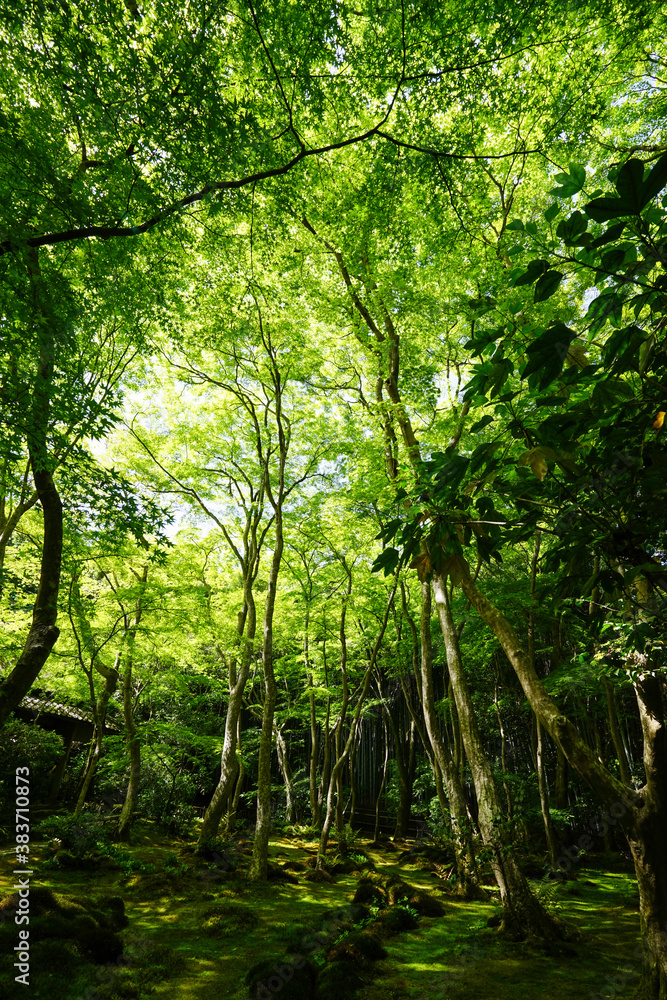 Fototapeta premium 常寂光寺の新緑