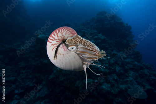 A deep sea Nautilus swims close to a reef