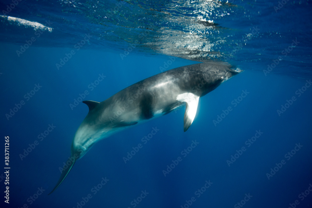 A large Minke Whale swims close to the surface