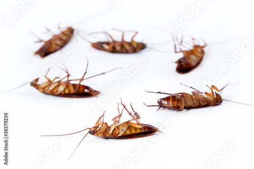 Cockroaches is dead isolated on white background