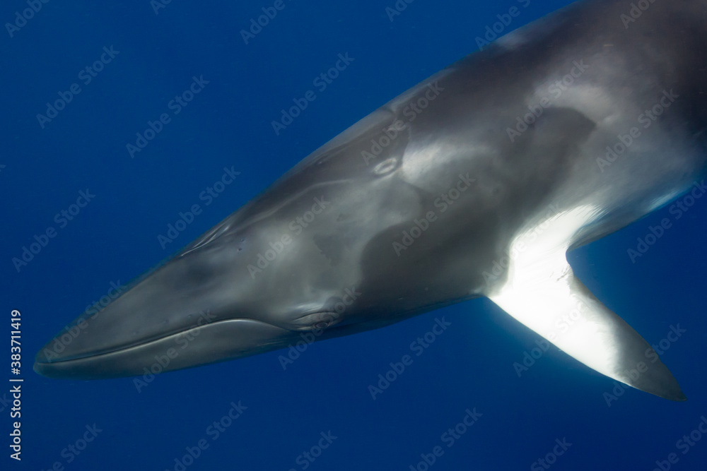 Fototapeta premium A large Minke Whale swims close to the surface