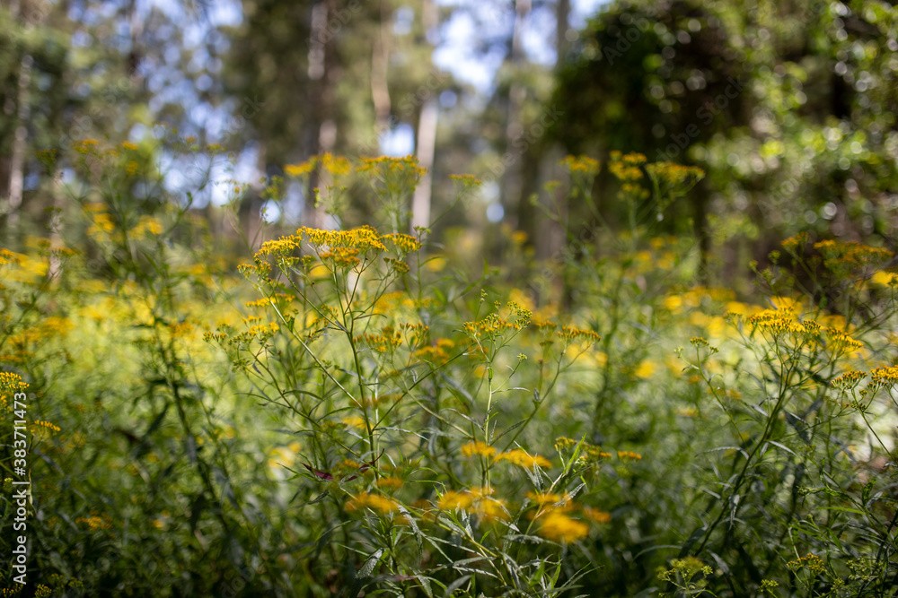 Plants flowering in the Australian Bushland, Melbourne Australia