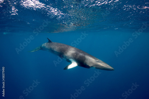 A large Minke Whale swims close to the surface photo