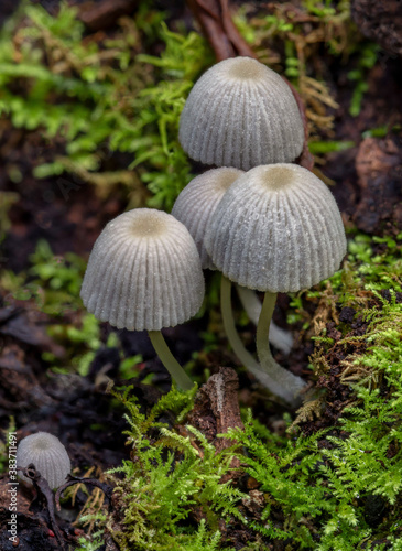 Coprinellus disseminatus fungi (Fairy Inkcaps) in the rainforest - Lamington National Park, QLD