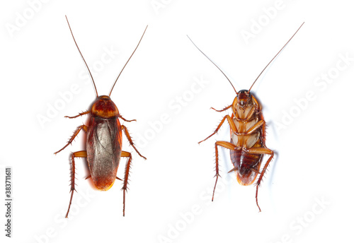 Close up Cockroaches isolated on white background © halimqdn
