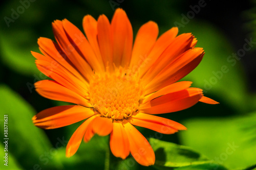 orange gerbera flower