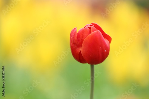 Tulip flower with green leaf background in tulip field at winter or spring day 