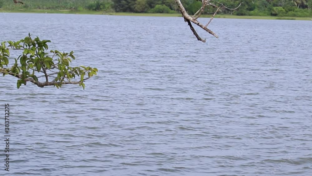 Calm and breezy bright morining in the lake shore, Crow in the tree flying away switching branches, panning upwards vedio clip near Pahala Andara Wewa in Hambantota, Sri Lanka
