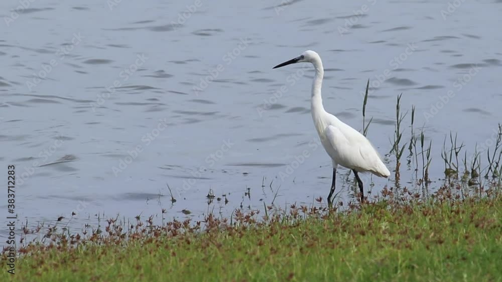 Intermediate Egret Standing still in green grass pond bank hunting small fish Slow Motion b roll natures clip calm water ripples in the sunny breezy day, White buetiful shore birds in Sri Lanka. Intermediate Egret Standing still in green grass pond bank hunting small fish Slow Motion b roll natures clip calm water ripples in the sunny breezy day, White buetiful shore birds in Sri Lanka.