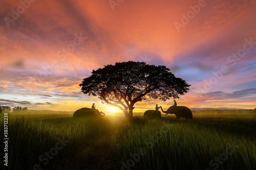 Photography Silhouette elephants standing nearly big trees on green rice field with beautifu
