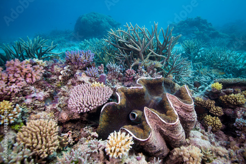 A large giant clam sits amongst healthy hard coral
