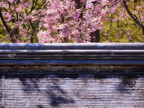 竜安寺石庭と桜