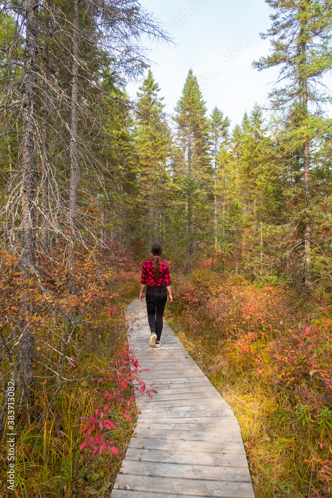 Back view of a young woman walking on a wooden platform in a forest, in the Frontenac national park, Canada