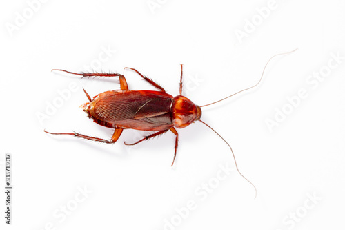 Close up Cockroaches isolated on white background © halimqdn