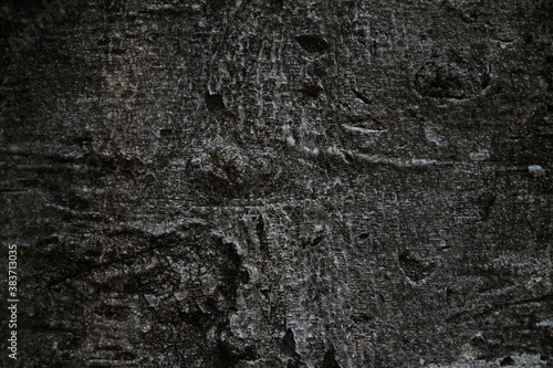 Bark texture background from old tree