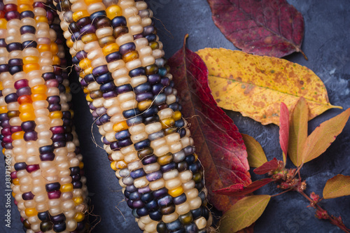 Indian corn and fall foliage photo