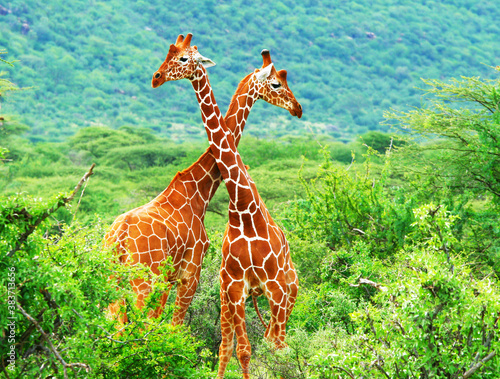 Canvas Print Fight of two giraffes