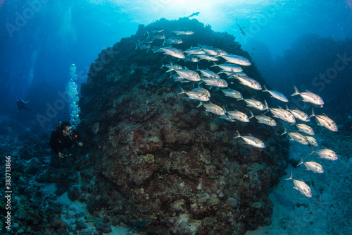 A diver swims with a school of Trevally on the reef