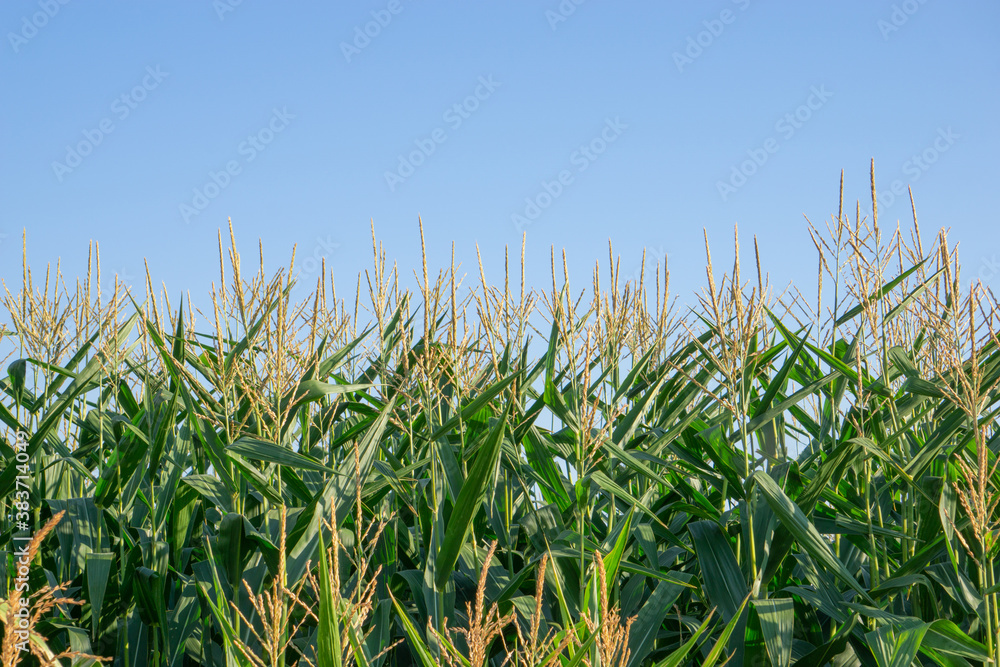 Corn Field Corn Field