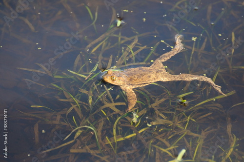  A common toad ( Bufo bufo) swims in the lake on a Sunny morning. Moscow region. Russia.