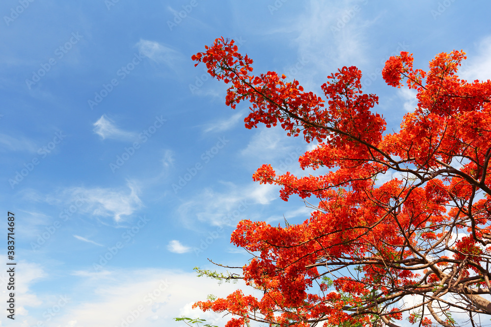 Peacock flowers on the blue sky background Peacock flowers on the blue sky background