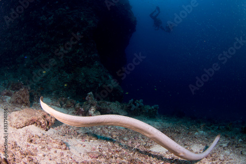 An Olive Sea Snake sits on the reef