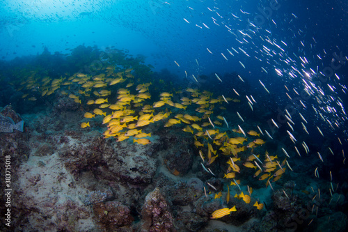 Colorful yellow striped snapper and fish swim on the reef