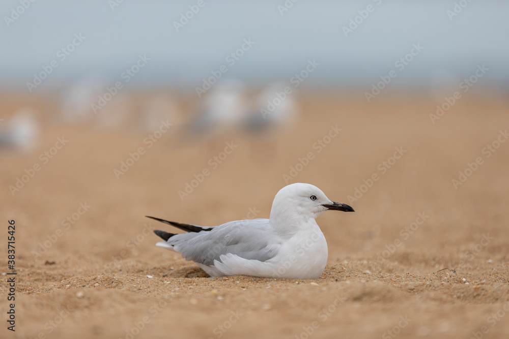 Fototapeta premium Seagull down on the beach