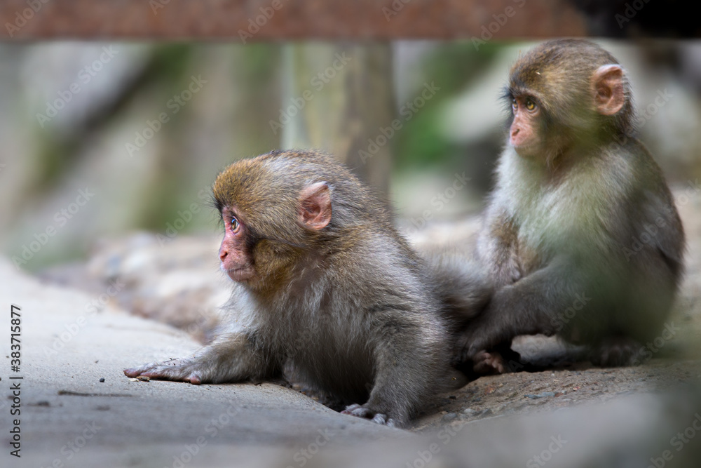 Naklejka premium ニホンザル 日本猿