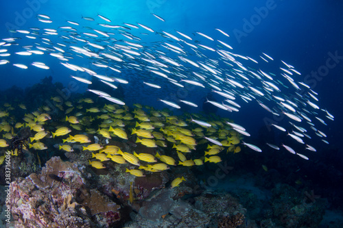 Colorful yellow striped snapper and fish swim on the reef
