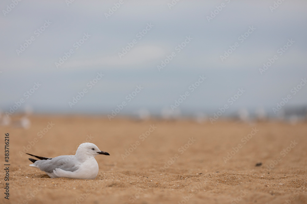 Fototapeta premium Seagull down on the beach