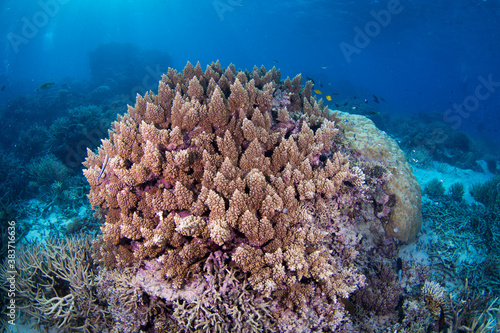 Healthy and colorful hard coral on the Great Barrier Reef