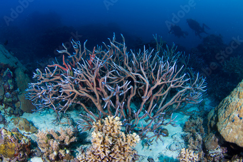 Fototapeta Naklejka Na Ścianę i Meble -  Healthy and colorful hard coral on the Great Barrier Reef