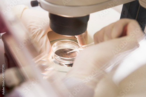 Embryologist transfering egg to special culture media photo