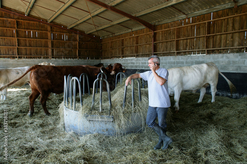 Farmer in a barn with cows photo