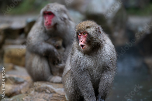 ニホンザル　日本猿 © Shan W