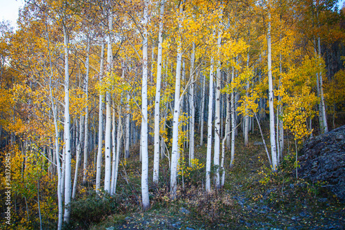 Fall Colors in Aspen  Colorado