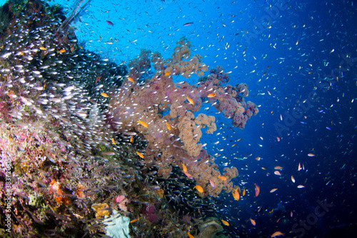 Colorful and healthy soft corals and fish on the Reef