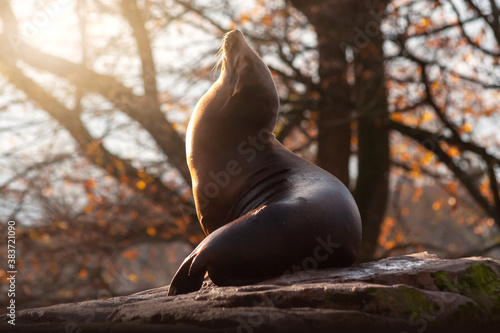 Ein Seehund entspannt sich auf einem Felsen in der Abendsonne