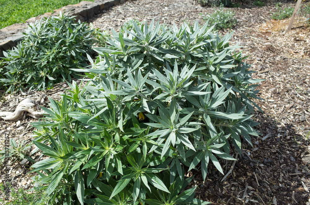 Obraz premium The plant of Echium candicans Pride of Madeira. It is a kind of large herbaceous perennial subshrub.