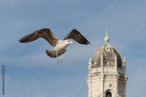 Möwe fliegt am Himmel von Lissabon