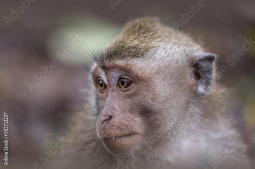 Portrait von einem Affen im Seitenprofil