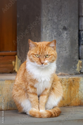 Katze in rot weiß schaut in die Kamera