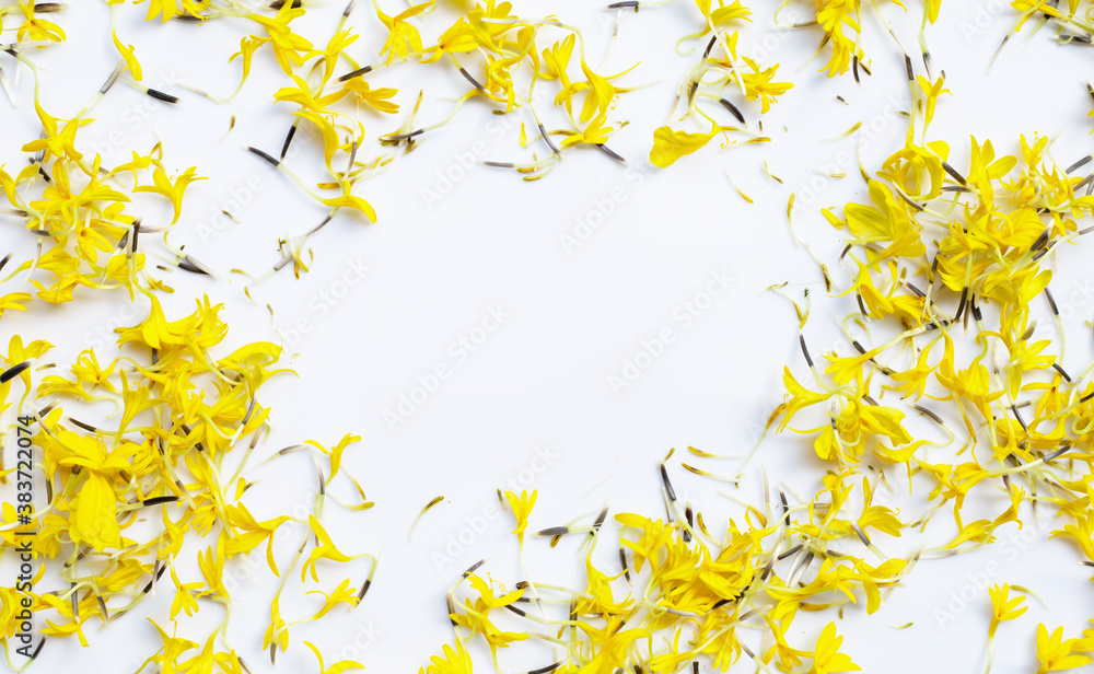 Frame made of marigold flower petals on white Frame made of marigold flower petals on white