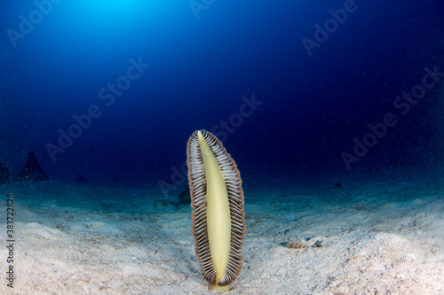 A deep ocean sea pen growing out of a sandy bottom